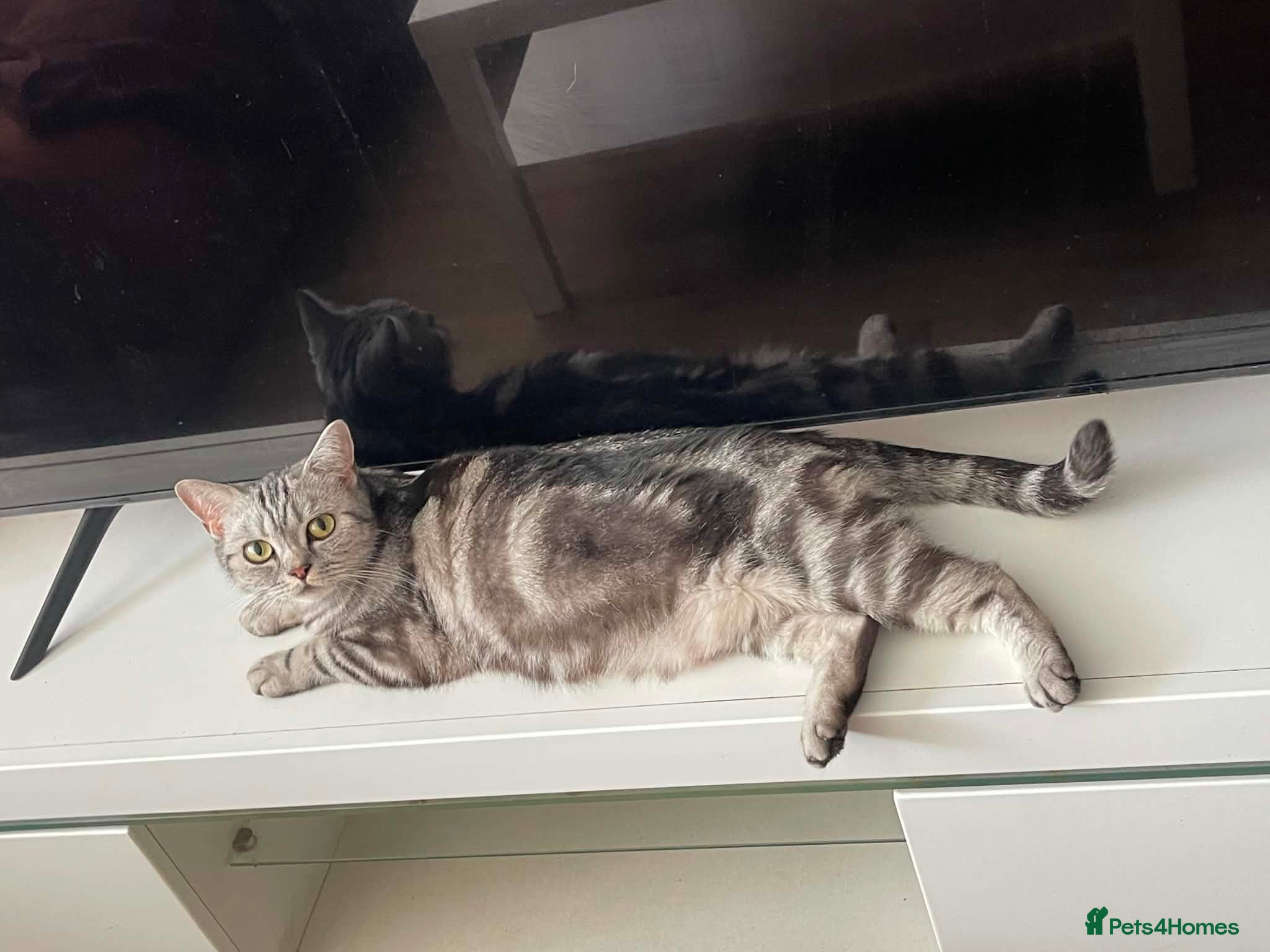 British Shorthair cats for sale: British shorthair mix kitten’s  - Advert 1