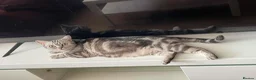 British Shorthair cats for sale: British shorthair mix kitten’s  - Advert 1