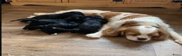 Cavapoo dogs for sale: F1 Cavapoo puppies for sale only 3 left - Advert 6