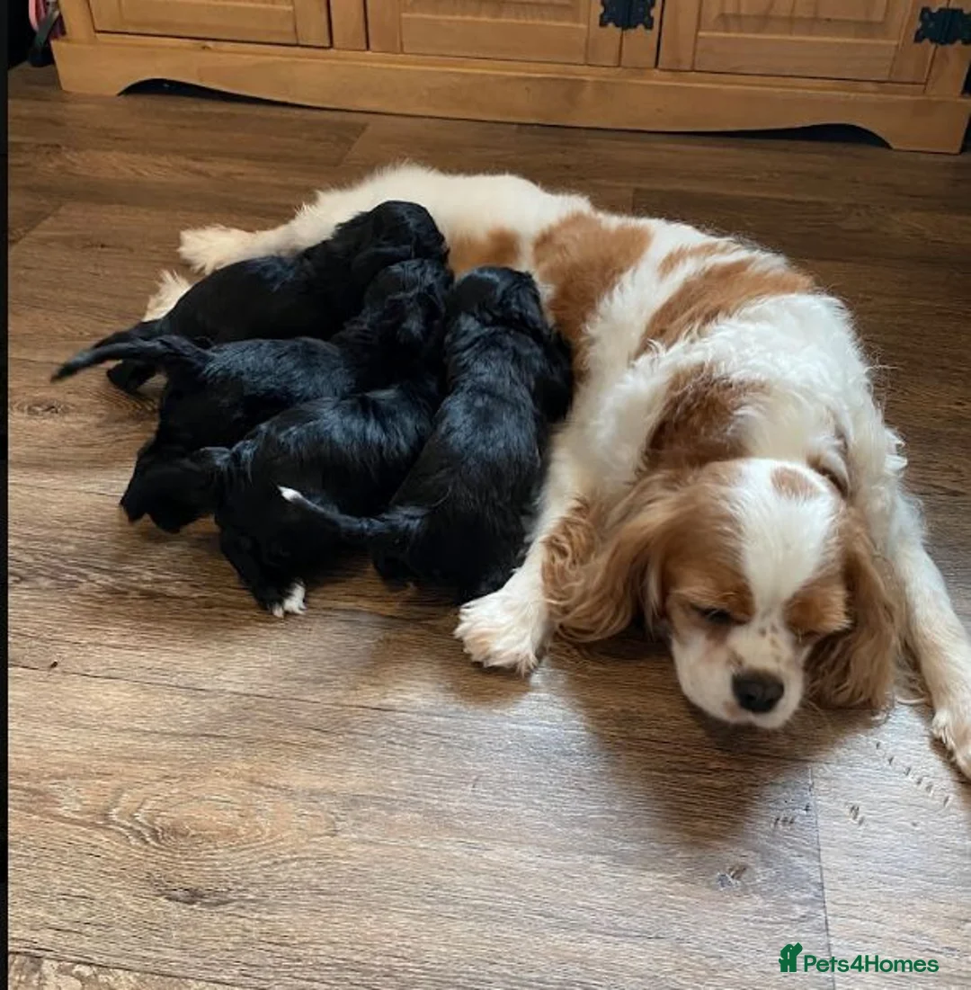 Cavapoo dogs for sale: F1 Cavapoo puppies for sale only 3 left - Advert 6