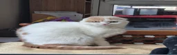 Scottish Fold cats for sale: Scottish fold/ sphinx mix - Advert 8