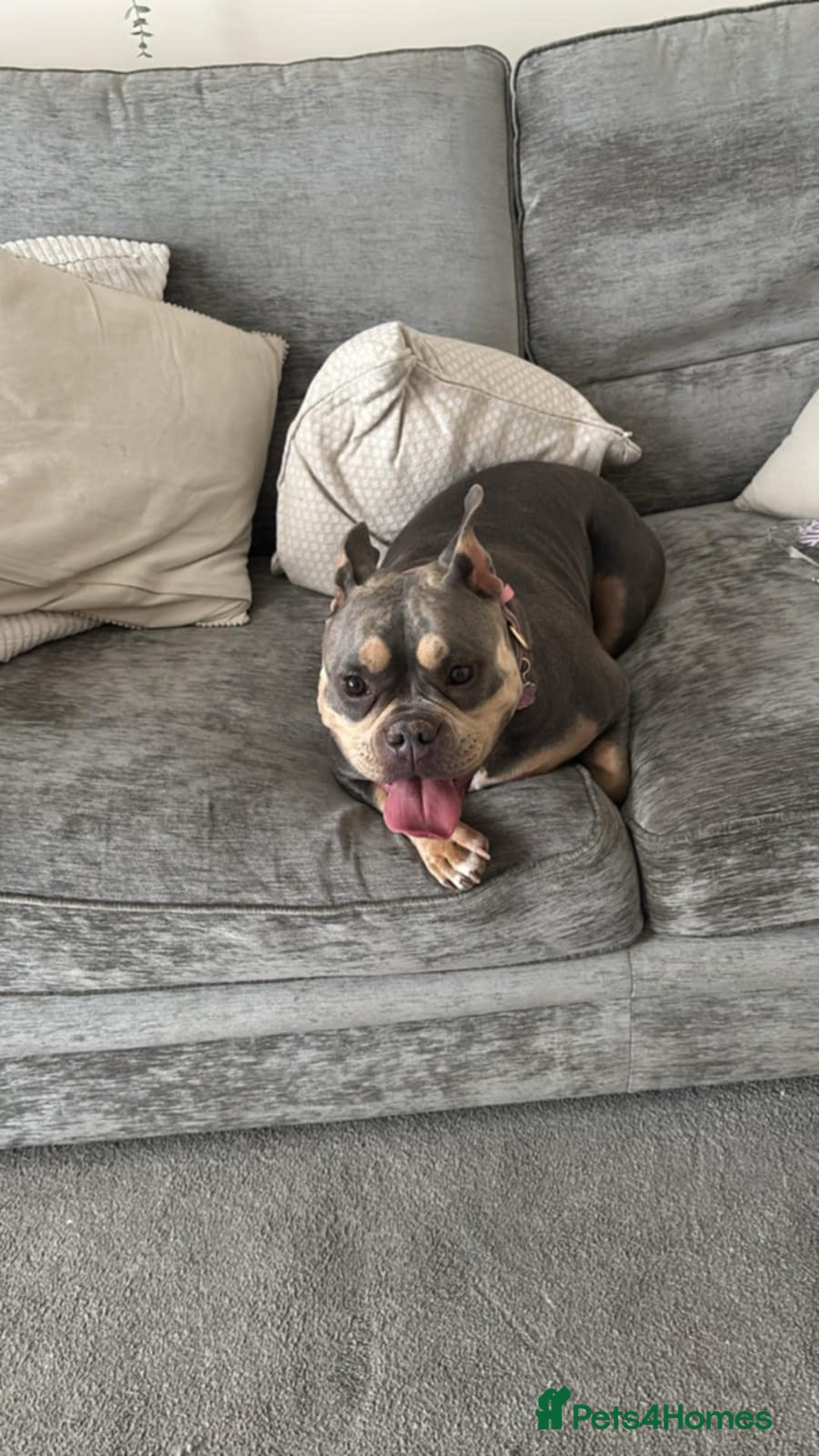 Shorty Bull dogs for sale: Pocket bully - Image 3