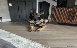 German Shepherd dogs for stud: Czech 🇨🇿 line german shepherd straight back stud - Image 5