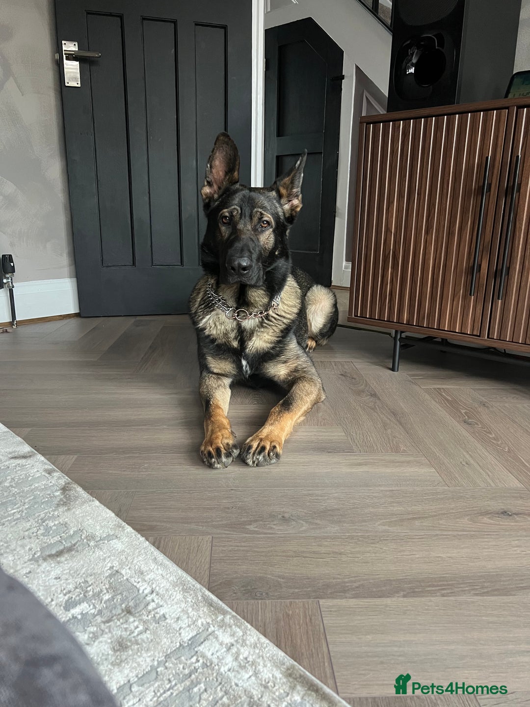 German Shepherd dogs for stud: Czech 🇨🇿 line german shepherd straight back stud - Image 5