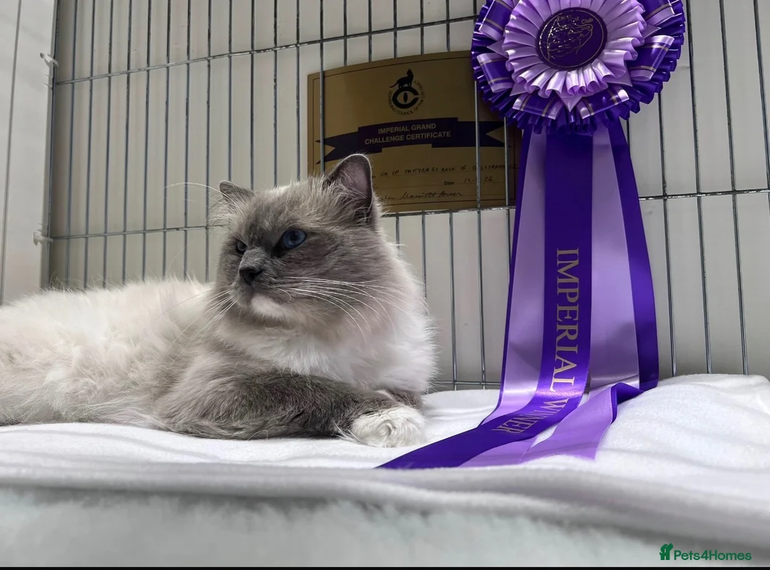 Ragdoll cats for sale: Ragdoll girl for sale x  - Advert 2