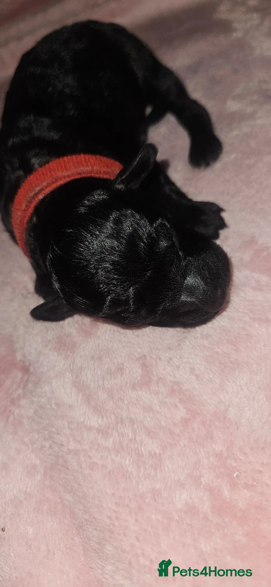 Miniature Poodle dogs for sale: Miniature Poodle Puppies - Advert 2