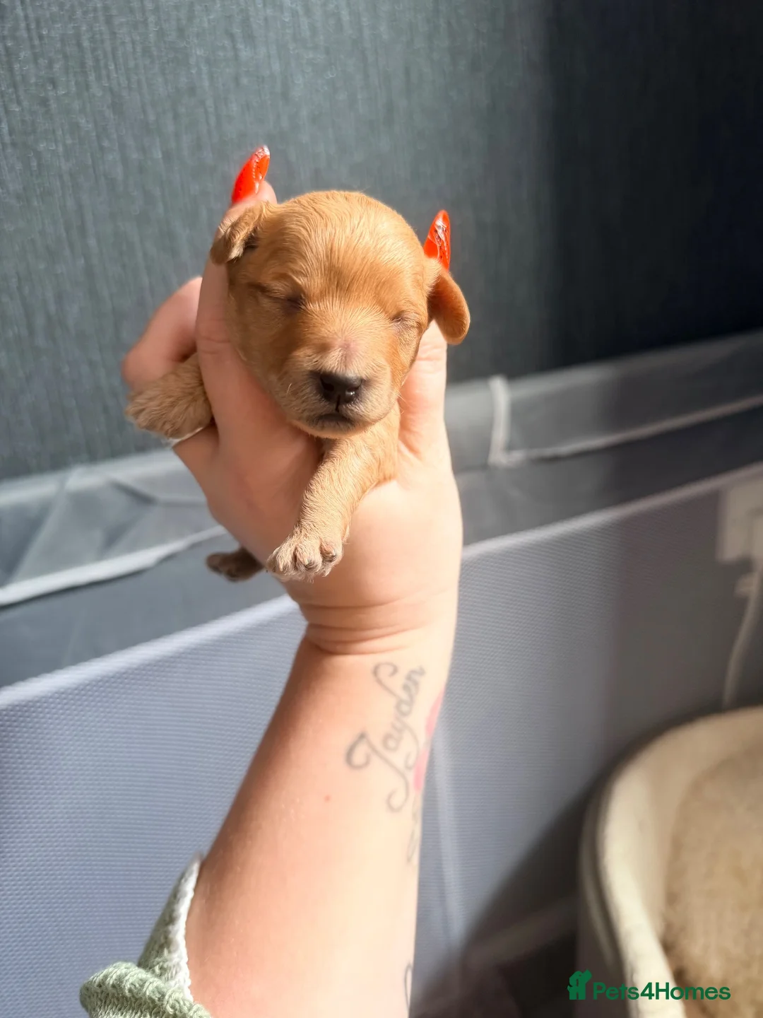 Mixed Breed dogs for sale: Beautiful Poochon puppies - Advert 29