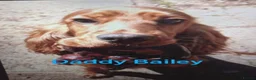 Cocker Spaniel dogs for sale: 6 Stunning Working Cocker Spaniels.3 boys 3 girls - Advert 11