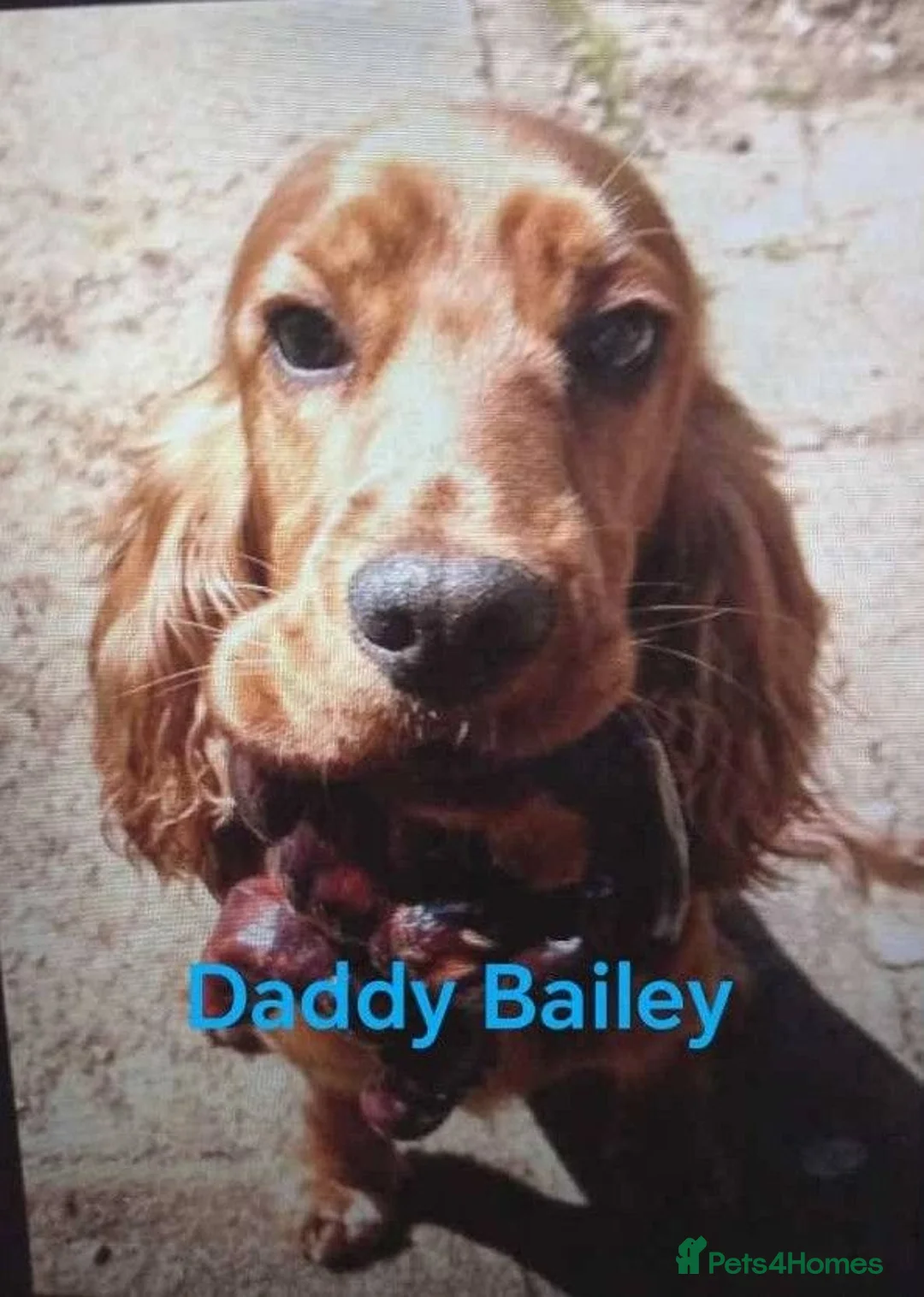 Cocker Spaniel dogs for sale: 6 Stunning Working Cocker Spaniels.3 boys 3 girls - Advert 11