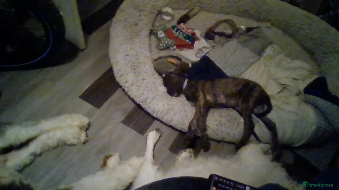 Lurcher dogs for sale: lovely male pups - Advert 2