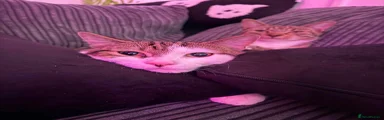 Male tabby and white 
