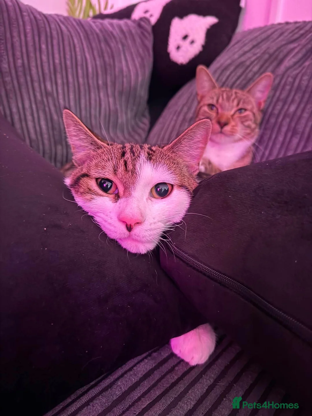 Mixed Breed cats for sale: 2 cats male and female  - Advert 2