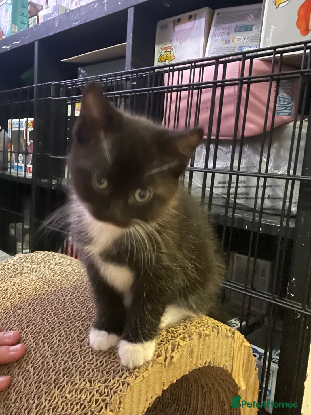 Domestic Shorthair cats for sale: Kittens for sale  - Image 3