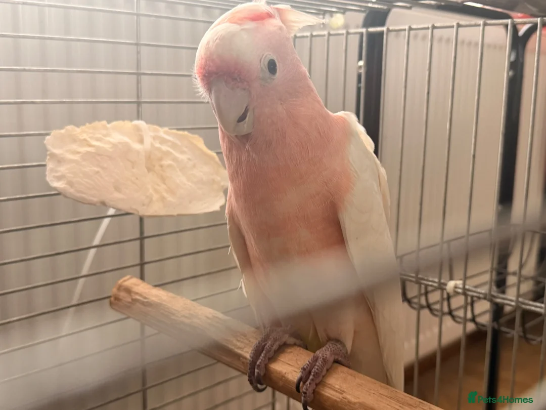 Cockatoo birds for sale: STUNNING HAND-REARED MAJOR MITCHELL’S COCKATOO - Advert 2