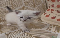 British Shorthair cats for sale: BSH mixed Russian Blue - Image 17