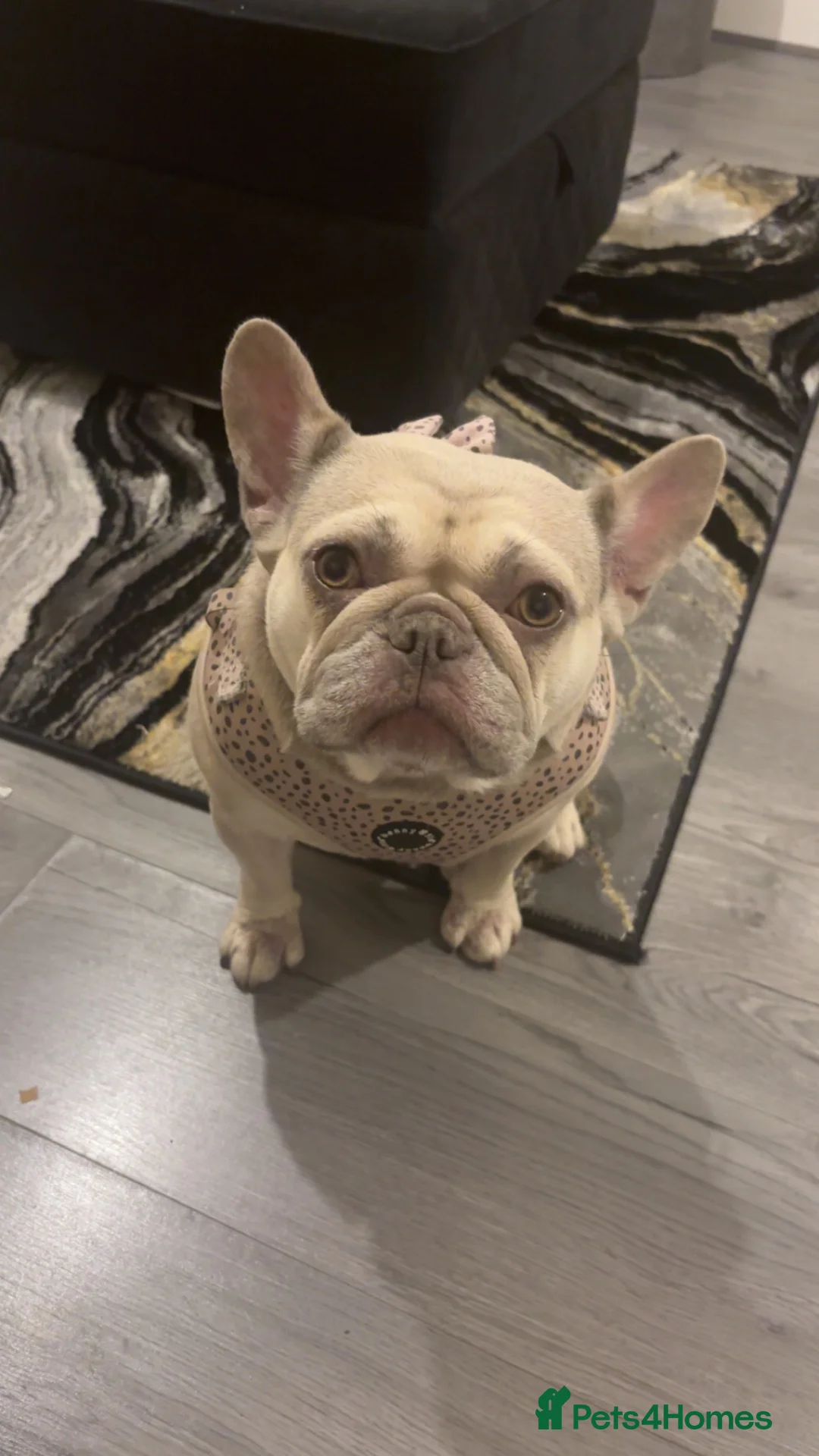 French Bulldog dogs for sale: Girl frenchie  - Advert 2