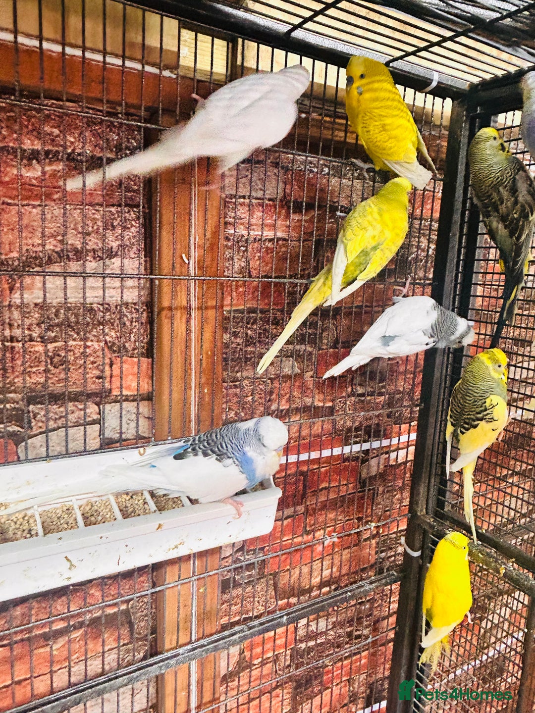 Budgerigars birds for sale: Budgies for sale  - Advert 2