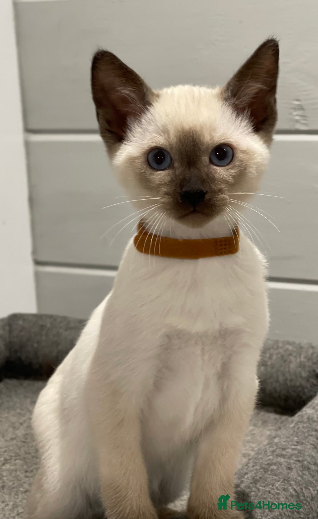 Siamese cats for sale: GCCF Registered Traditional Siamese Kittens  - Image 24