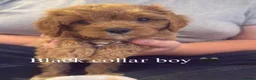 Cavapoo dogs for sale: F1 Cavapoo Puppies  in Cambridge - Advert 11