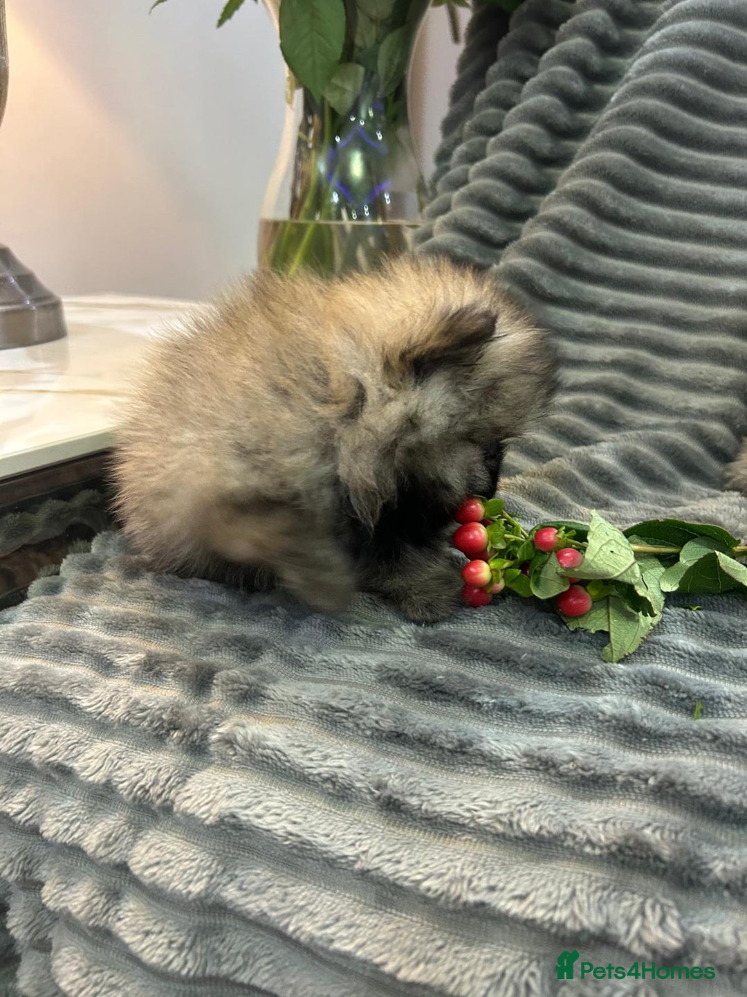 Pomeranian dogs for sale: Show quality tiny beautiful show stopper poms 💙🩷 - Advert 24