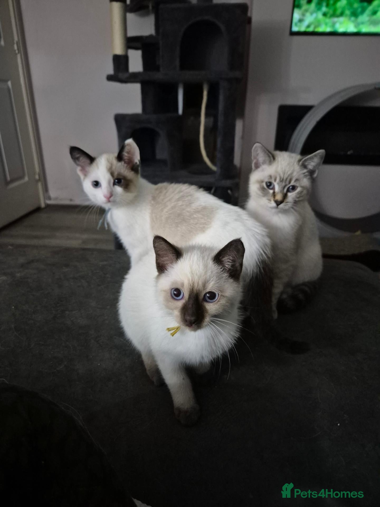Snowshoe cats for sale: Rare Snowshoe Kittens READY TO LEAVE NOW - Advert 1