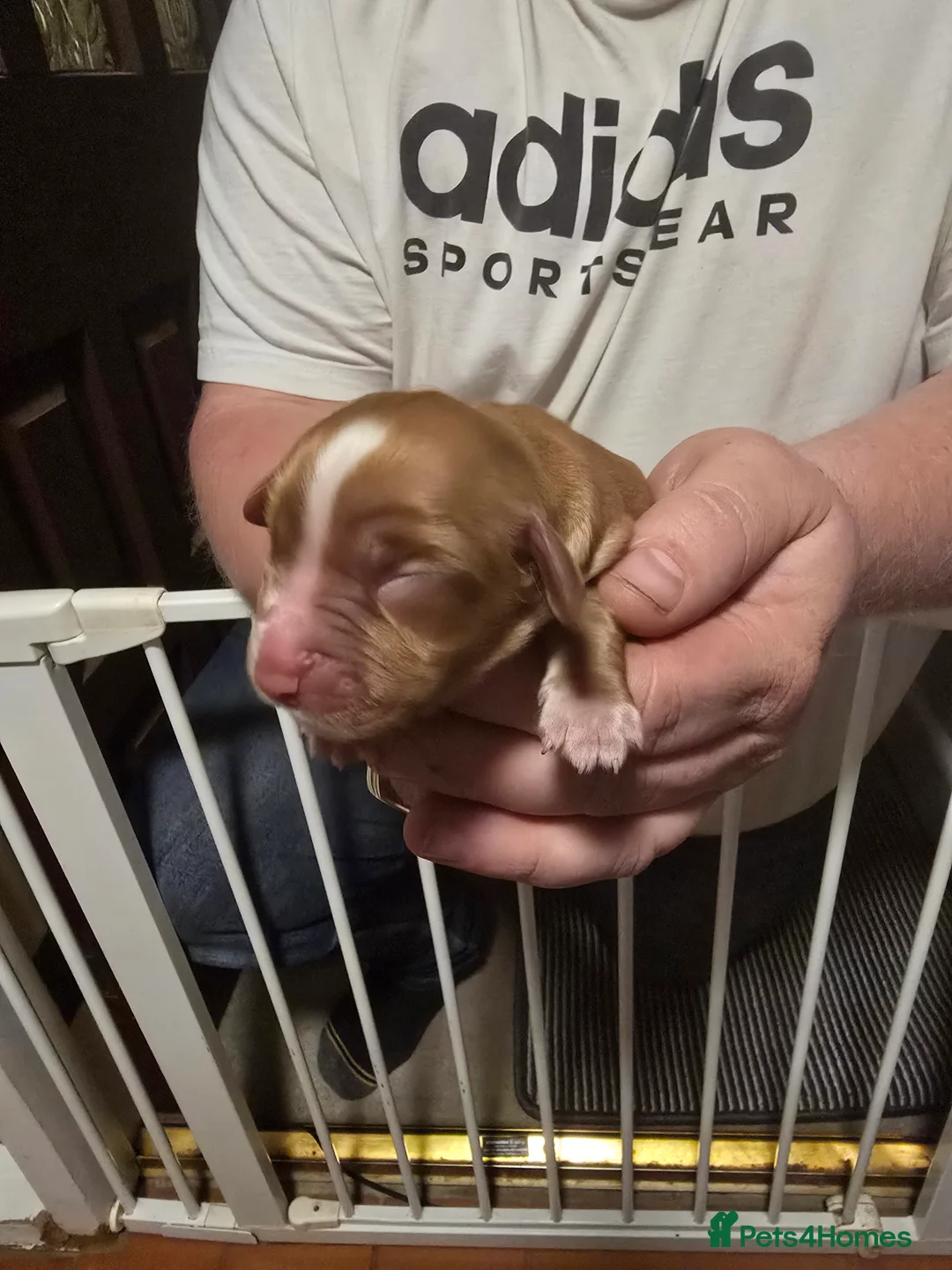 Cocker Spaniel dogs for sale: Cocker spaniel puppy  - Advert 13