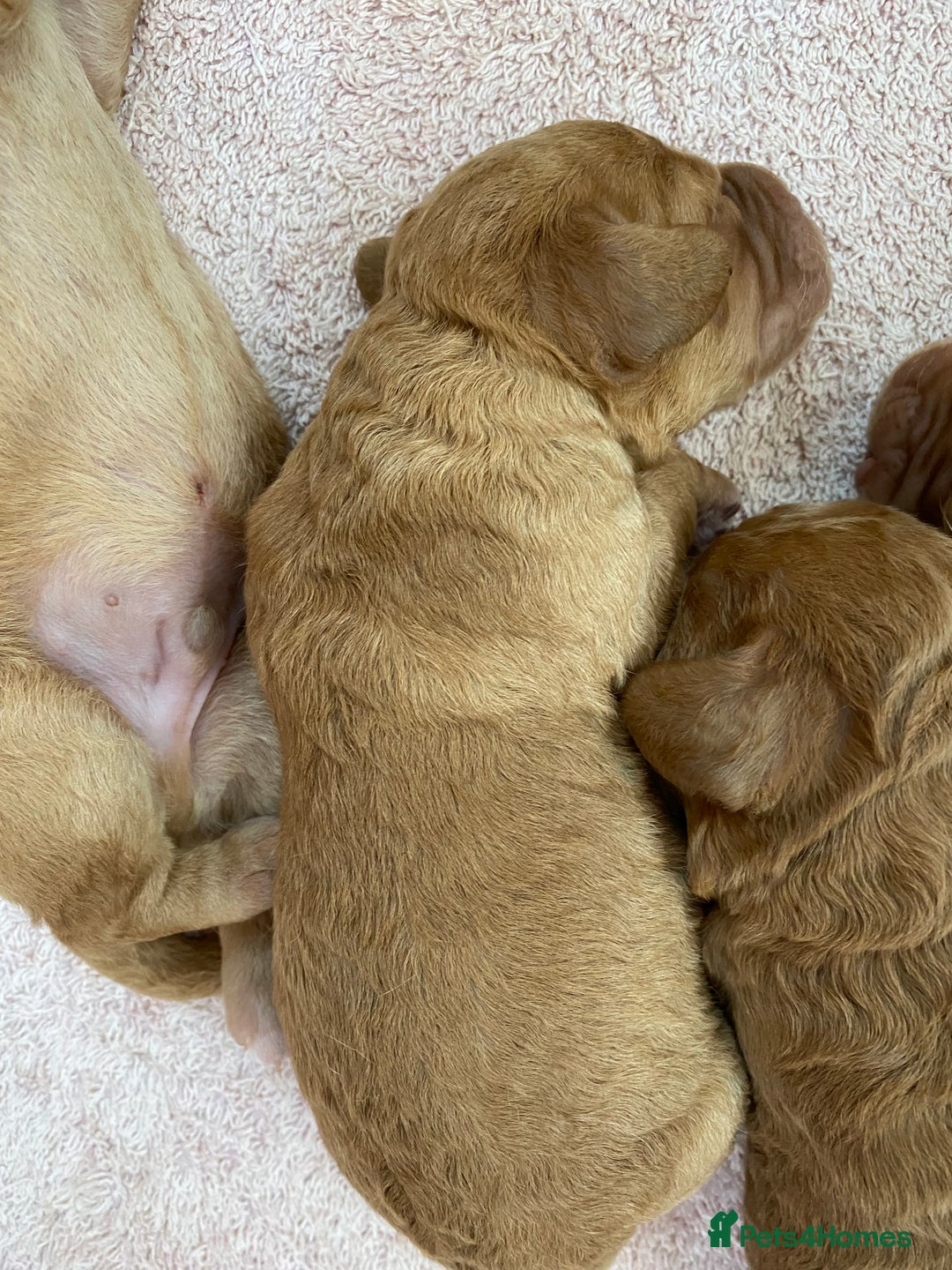 Labradoodle dogs for sale: F1 Red Miniature Labradoodles  - Advert 31