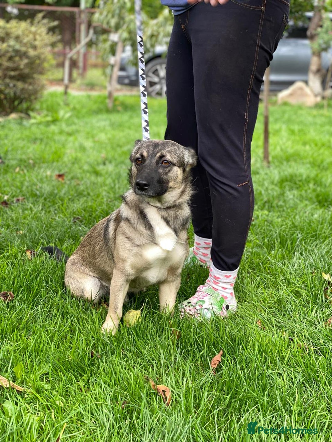 Mixed Breed dogs for adoption: 💙🐶 KAI 🐶💙 - Image 8