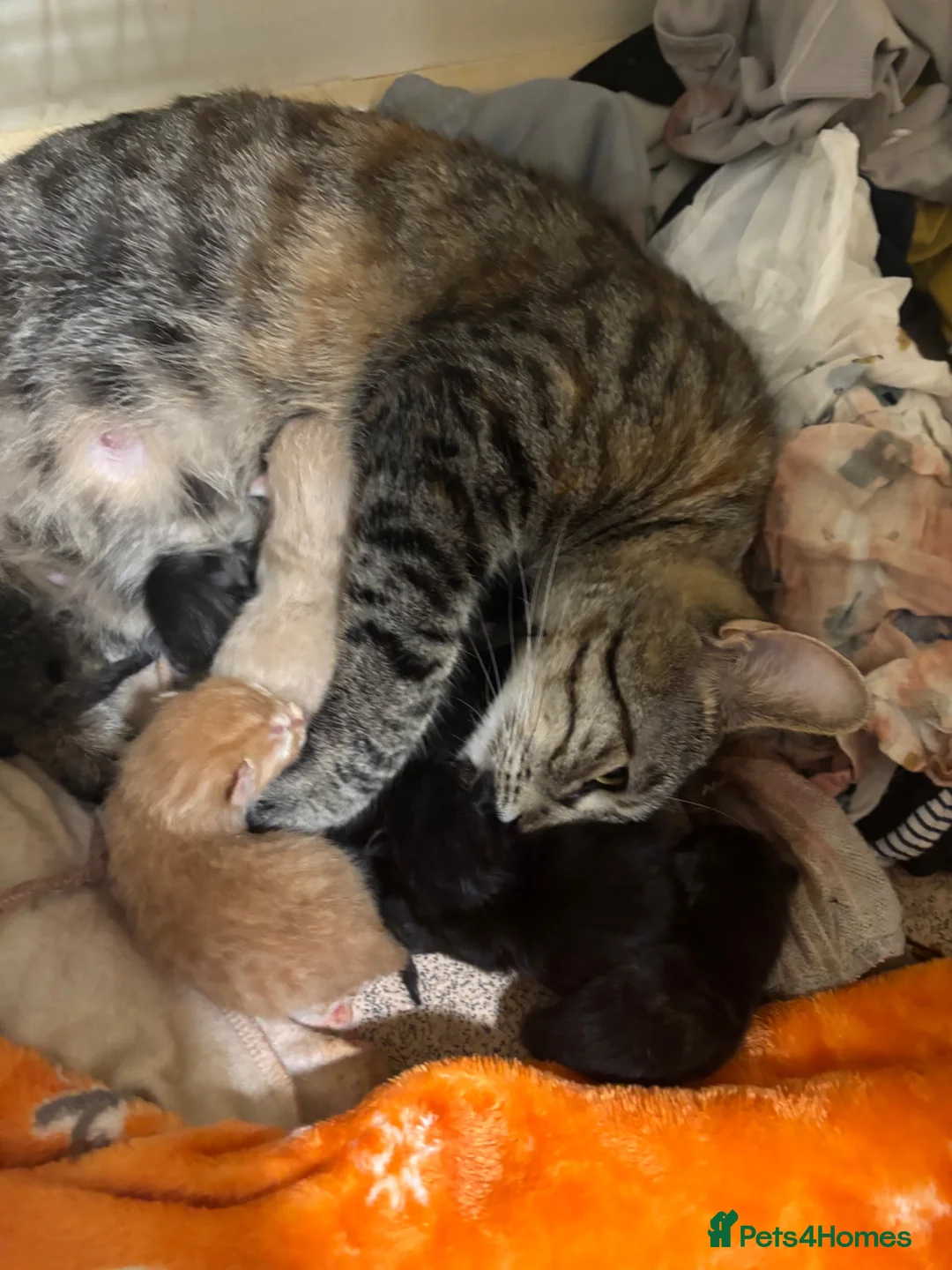 Bengal cats for sale: Kittens  - Advert 4