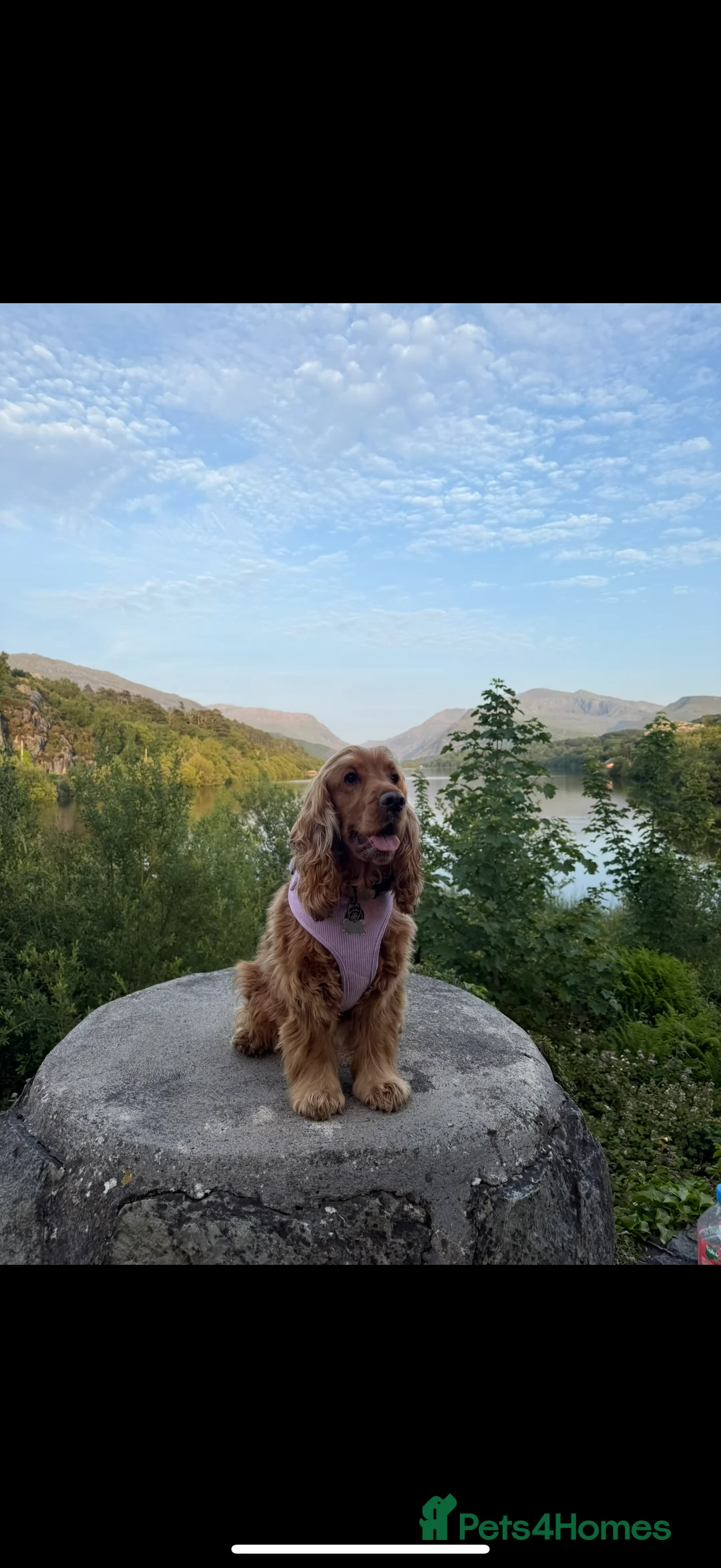 Cocker Spaniel dogs for sale: ✨🩷2 Girls Available 🎀Villaspaniol lines - KC REG - Advert 2