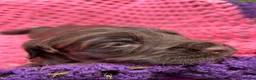 Cocker Spaniel dogs for sale: Cocker Spaniel puppies full pedigree for sale - Advert 10