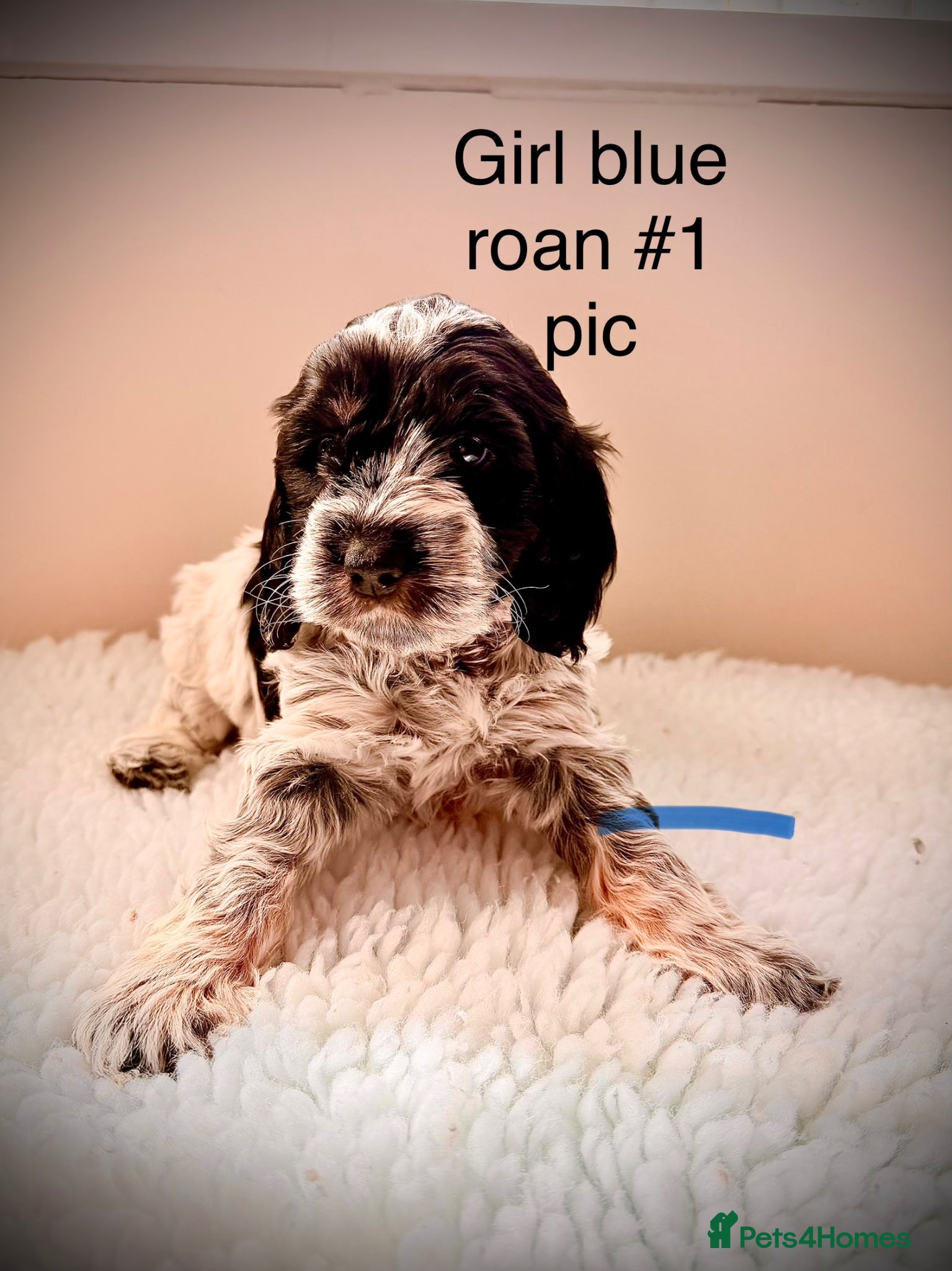 Cockapoo dogs F1 show type Cockapoos from health tested parents  - Advert 4