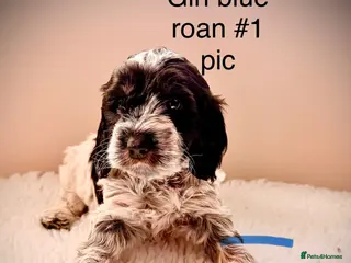 Cockapoo dogs F1 show type Cockapoos from health tested parents - Advert 4