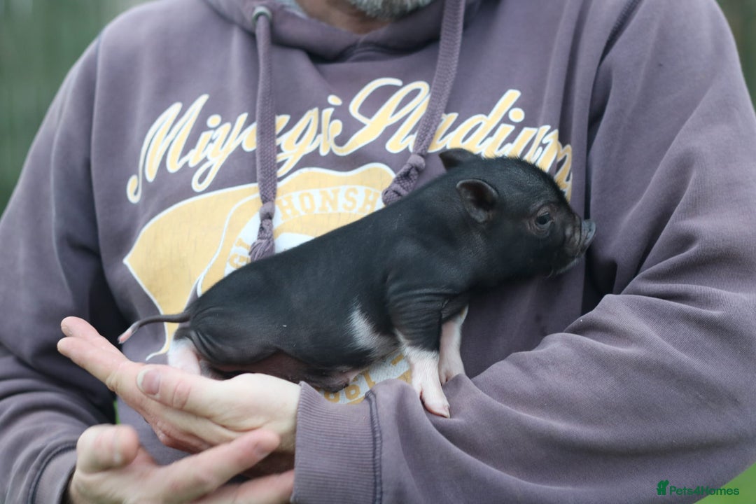 Pig livestock for sale: Miniature American/Swedish pigs  - Advert 3