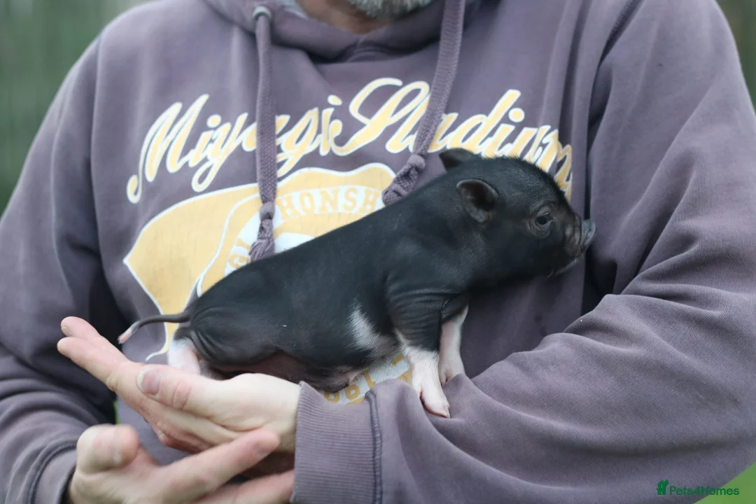 Pig livestock for sale: Miniature American/Swedish pigs  - Advert 3