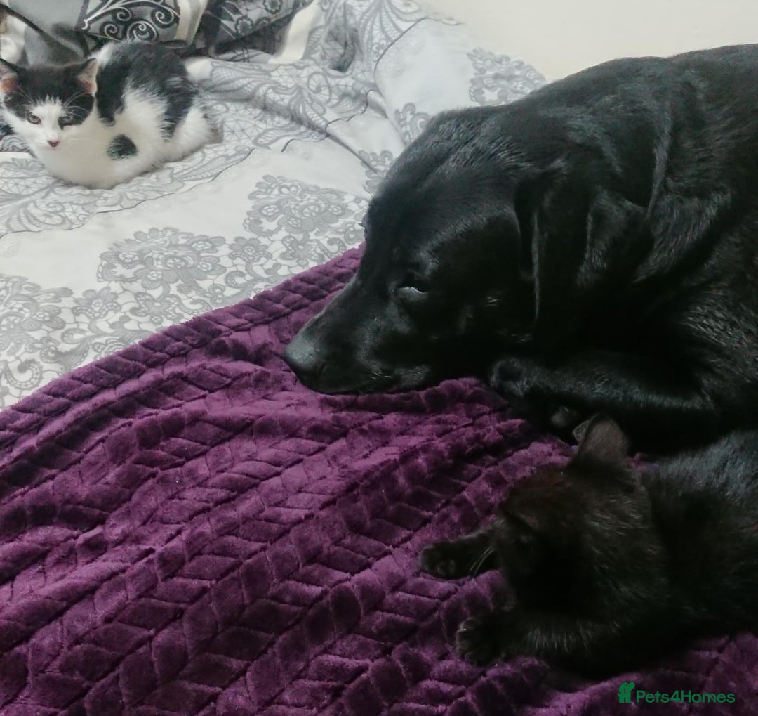 Mixed Breed cats for sale: Beautiful litter of 5 kittens 3 girls 2 boys - Advert 5