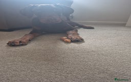 Dobermann dogs for sale: 7 month old doberman  - Image 2