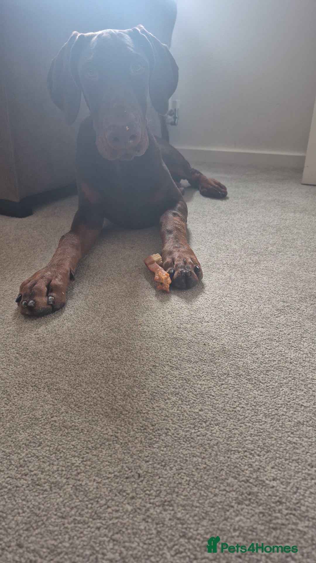 Dobermann dogs for sale: 7 month old doberman  - Image 2