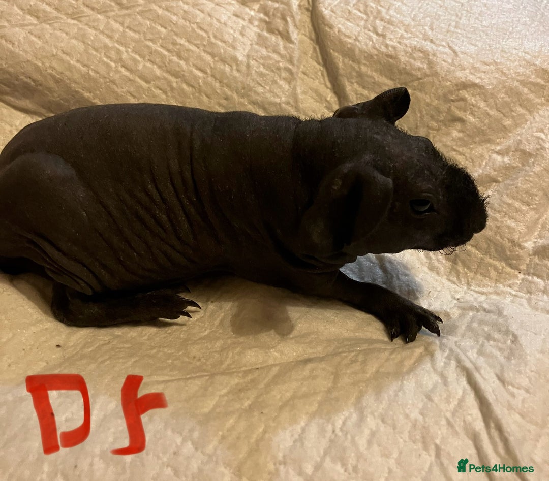 Guinea Pig rodents for sale: Well handled skinny pigs.  - Advert 24