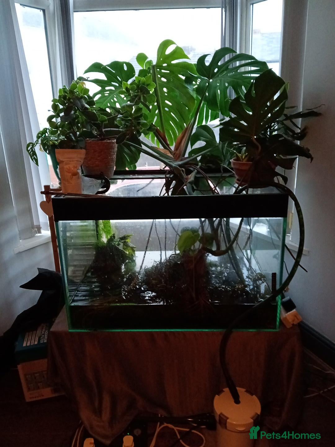 Axolotl reptiles Professional axolotl setup and 4 axolotl. - Advert 1