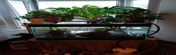 Axolotl reptiles for sale: Professional axolotl setup and 4 axolotl. in Neath - Advert 1