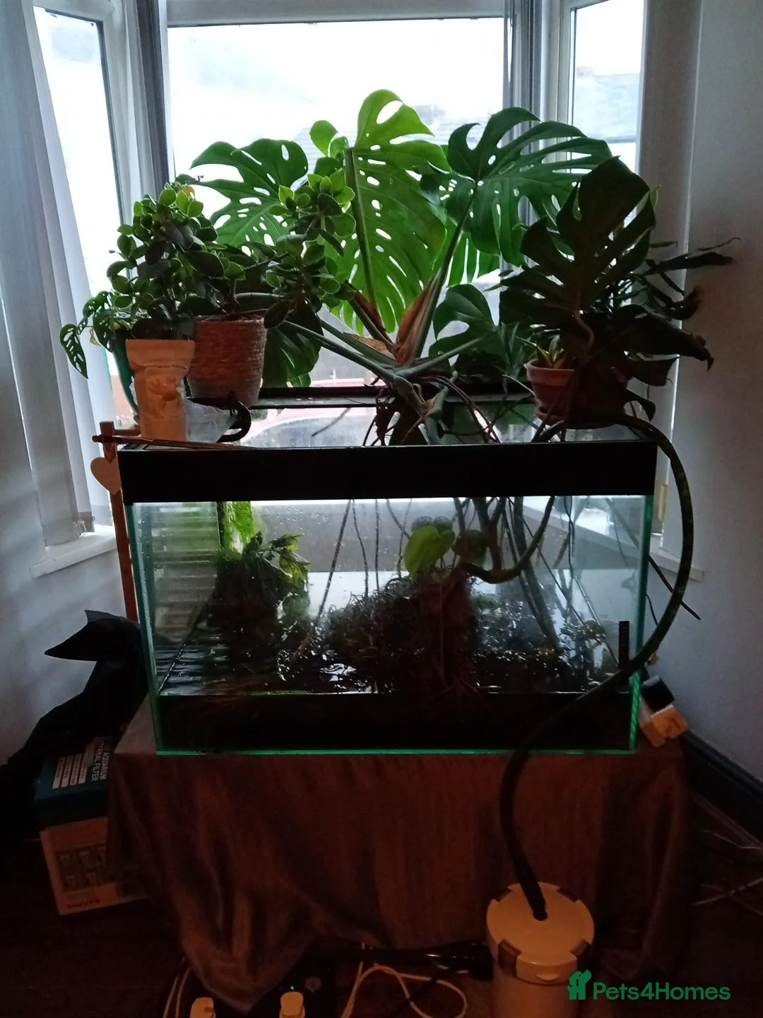 Axolotl reptiles for sale: Professional axolotl setup and 4 axolotl. in Neath - Advert 1