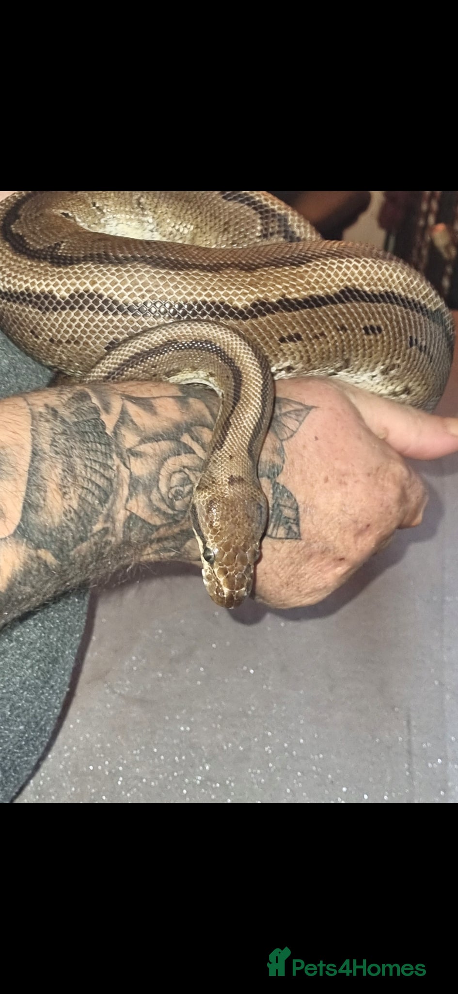 Python Snake reptiles Royal Python  - Advert 1