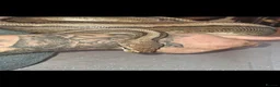 Python Snake reptiles for sale: Royal Python  - Advert 1
