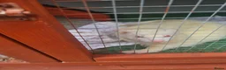 Ferret rodents for sale: 2 year old Female albino ferret  in Tamworth - Advert 1