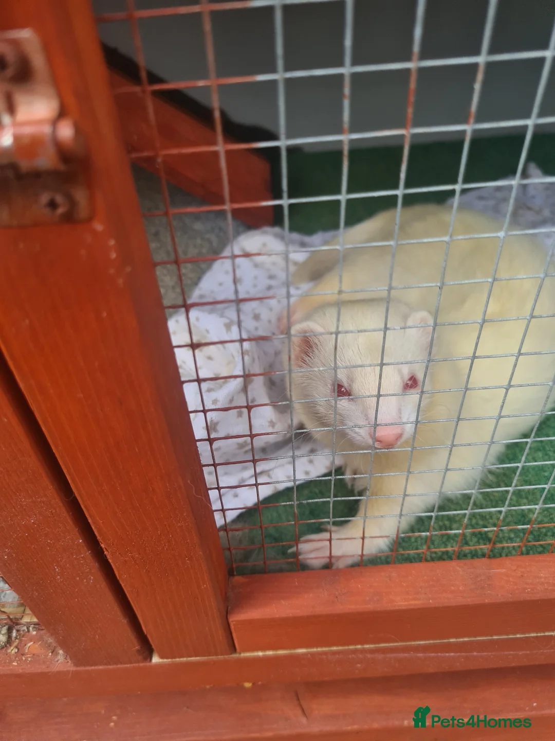 Ferret rodents for sale: 2 year old Female albino ferret  in Tamworth - Advert 1