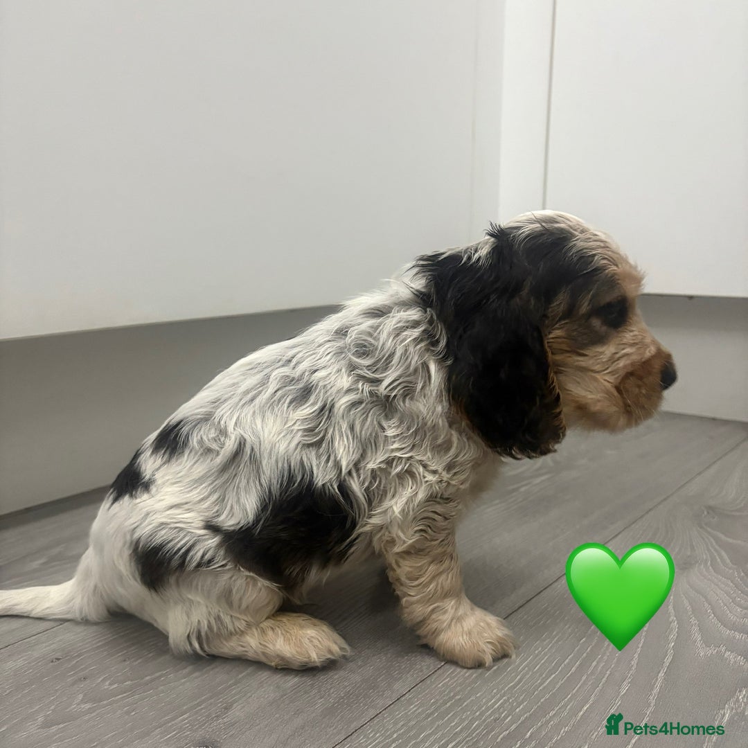 Cocker Spaniel dogs for sale: KC Reg Delightful Show Type Cocker Spaniels - Advert 19