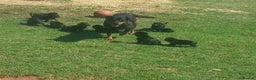 Rottweiler dogs for sale: Gentle & Loyal Rottweiler Ready for a Loving Home - Advert 2