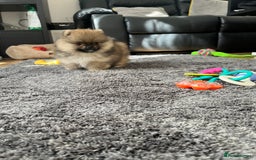 Pomeranian dogs for sale: Stunning 🧸 Teddy 🏆 Champion Line Boy - Image 2