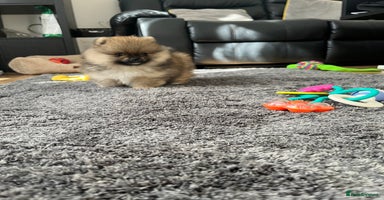 Pomeranian dogs - Advert 5